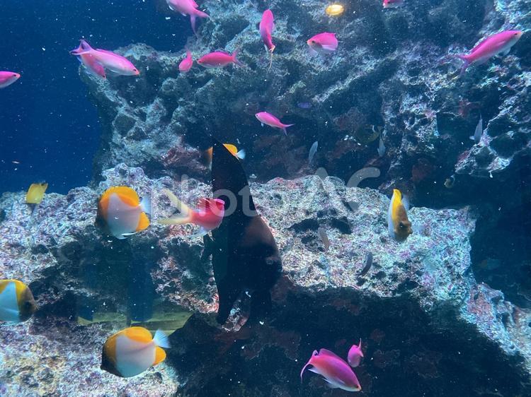 アクアリウムの魚 アクアリウム,キラキラ,熱帯魚の写真素材