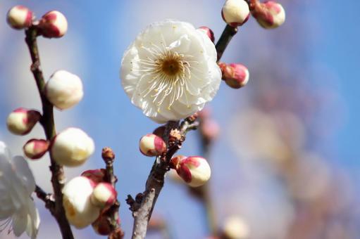 梅の花 梅の花の写真