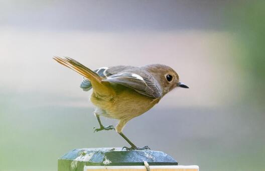 可愛いダンス 可愛い,可愛いダンス,ジョウビタキ（♀）の写真素材