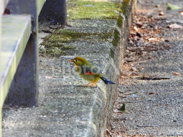 欄干の下のソウシチョウ ソウシチョウ,鳥,鳥類の写真素材
