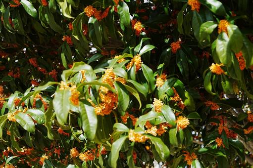 金木犀 金木犀,キンモクセイ,秋の写真素材