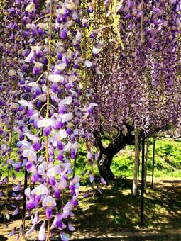 Wisteria flower♪, JPG Wisteria flower♪, JPG