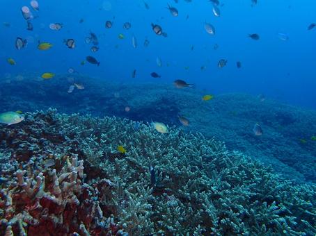 珊瑚礁と熱帯魚 珊瑚礁と熱帯魚の写真