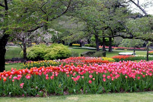 Lake Hamana Flower Festival 2025, JPG Lake Hamana Flower Festival 2025, JPG