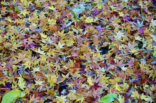 もみじの落葉の写真