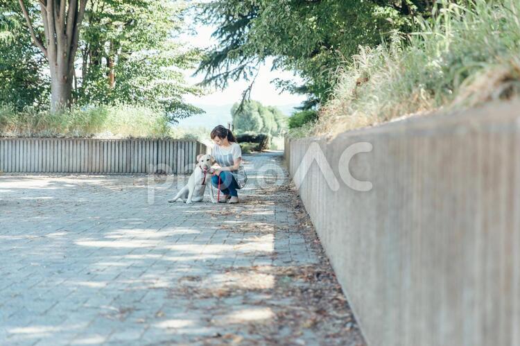 飼い主と散歩する犬 犬,犬の散歩,散歩の写真素材