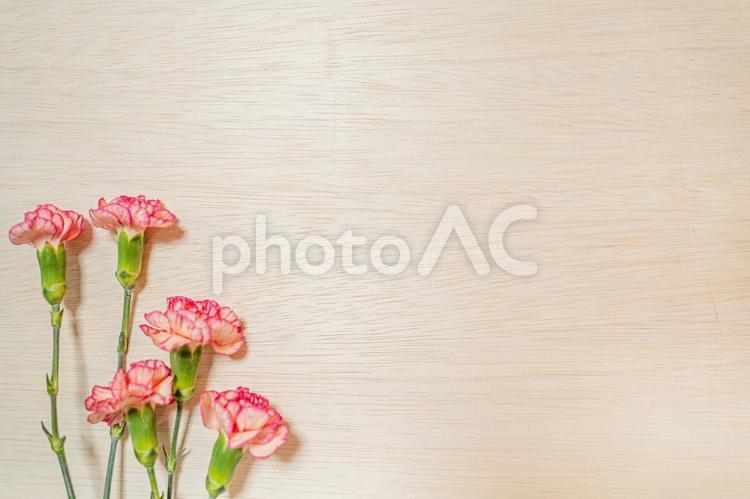 カーネーション　ボタニカルフレームの文字入れ背景素材 カーネーション,ピンクの花,母の日の写真素材