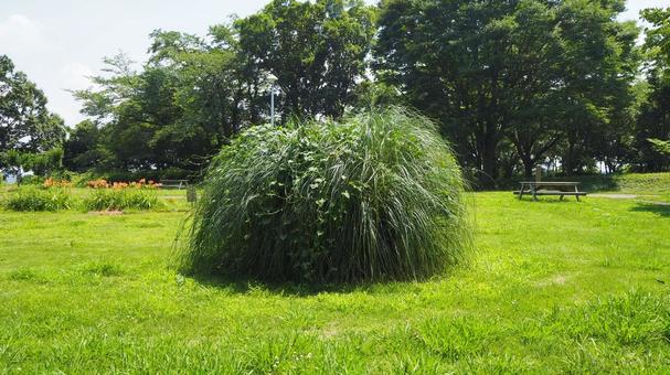 夏の印旛沼公園・緑の花木園・千葉県印西市 夏の印旛沼公園・緑の花木園・千葉県印西市 夏,印旛沼公園,花木園の写真素材