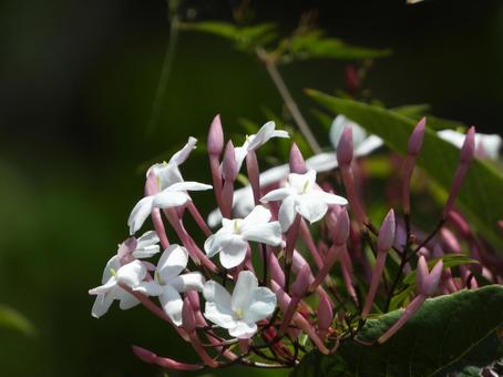 咲き始めた羽衣ジャスミン ハゴロモジャスミン,羽衣素馨,モクセイ科の写真素材