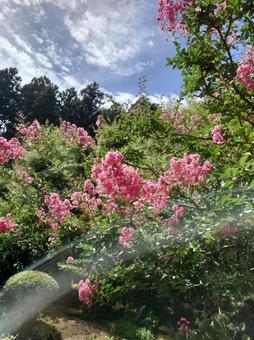 花と青空 花と青空の写真