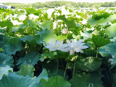 蓮畑 蓮畑 花,葉,蓮の写真素材