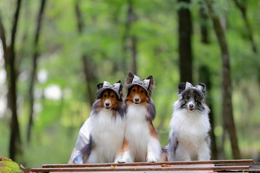 シェルティ シェルティ 犬,ペット,シェルティの写真素材