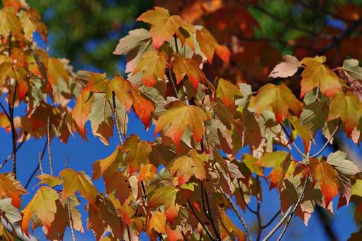 紅葉しかけたトウカエデ 紅葉しかけたトウカエデ トウカエデ,唐楓,紅葉の写真素材