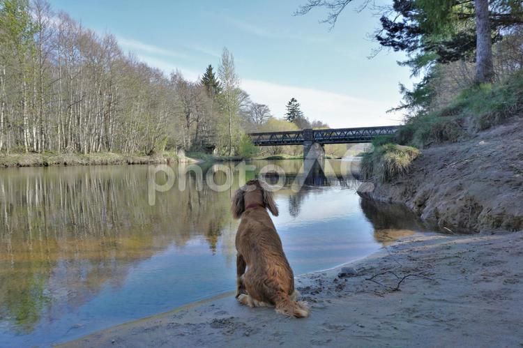 川を見つめる犬アップ（横長） 犬,ペット,アウトドアの写真素材