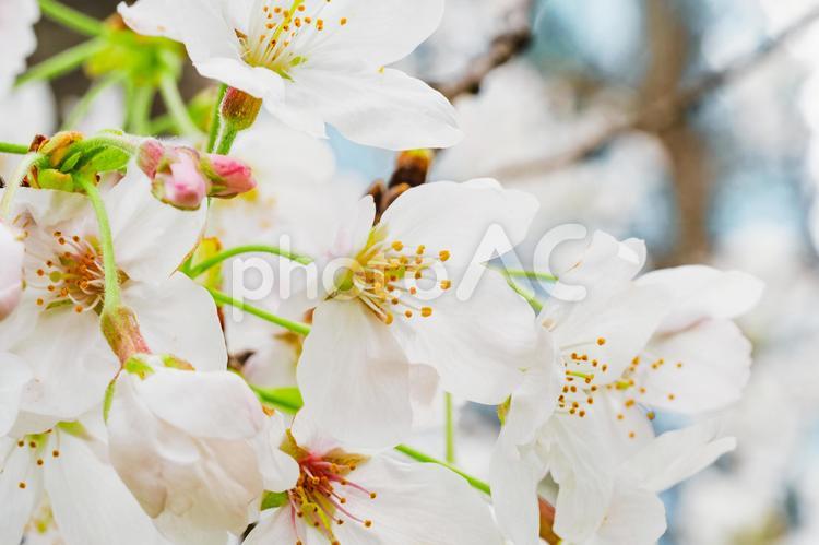 桜の花イメージ さくら,サクラ,春の写真素材