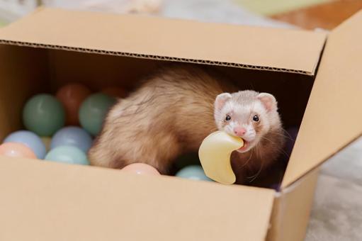 ボールプール大好き！ フェレット,マーシャルフェレット,かわいいの写真素材