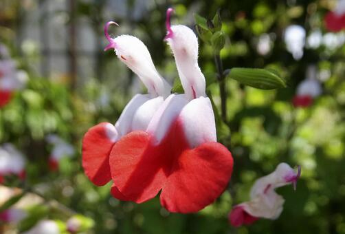 ホットリップス [Hot lips]-002 satochi,サトチ,花の写真素材