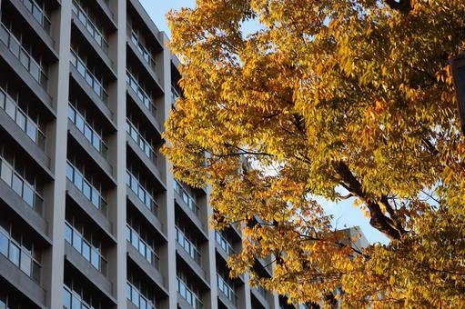 黄色に色づく街路樹とビルの街並みの風景 黄色,色づく,街路樹の写真素材