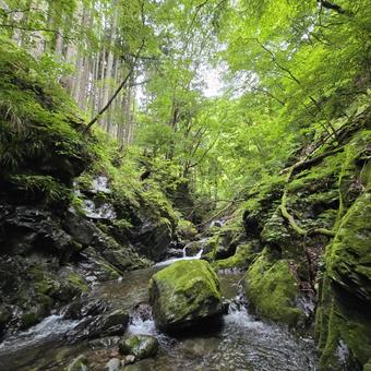 沢 沢の写真