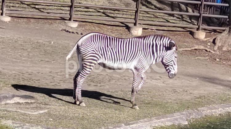 千葉市動物公園、シマウマ gw,ゴールデンウィーク,夏の写真素材