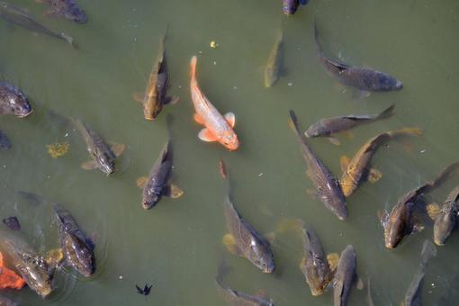 鯉 鯉の写真