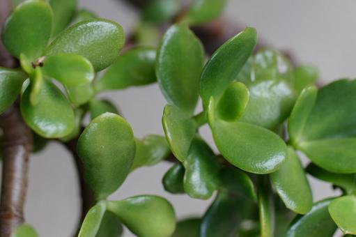 カネノナルキ01 カネノナルキ01 金のなる木,多肉植物,観葉植物の写真素材