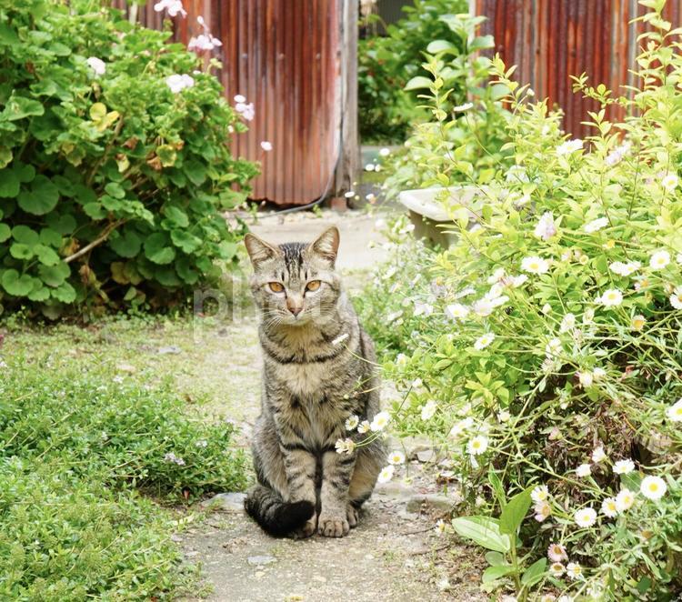 庭に現れてお座りする猫 猫,動物,生き物の写真素材