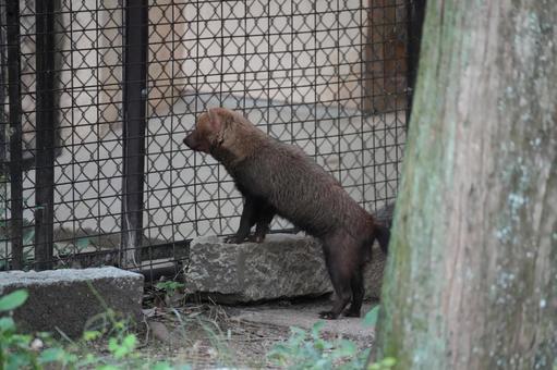Photo, yabuine, hiromaru, dongshan zoological and botanical garden, 