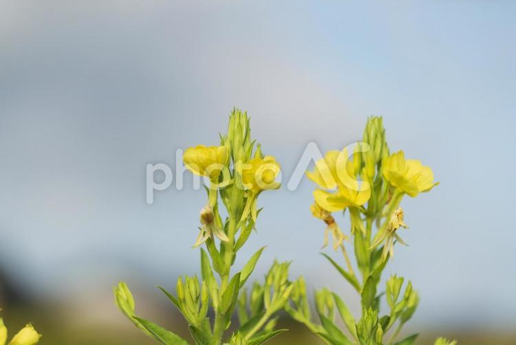 鮮やかで可憐なオオマツヨイグサの花 オオマツヨイグサ,草花,花の写真素材