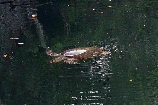 ニューカレドニア533　亀の洞窟　海亀 ニューカレドニア,ウヴェア島,亀の洞窟の写真素材