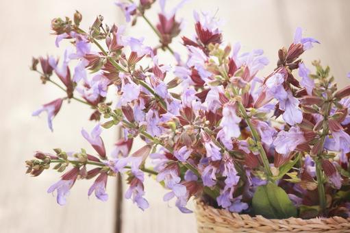 Sage flowers, herbs, sage, flower, JPG