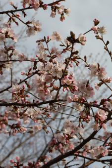Sakura, JPG Sakura, JPG