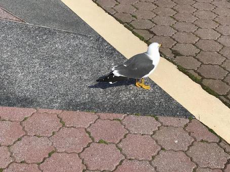 かもめ かもめ 鳥,かもめ,海の写真素材