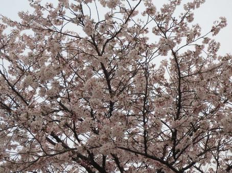 Photo, cherry blossoms, spring, full bloom, 