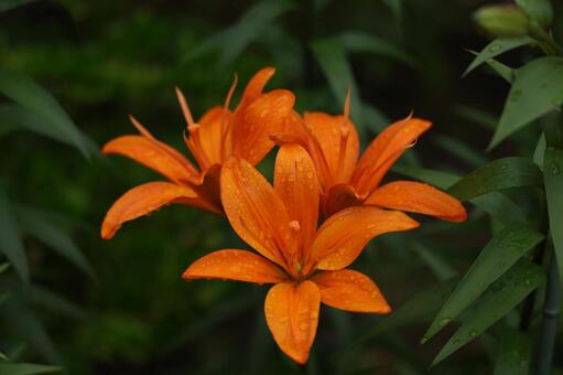 雨粒に濡れる鮮やかな橙色のユリ ユリ,オレンジ,鮮やかの写真素材