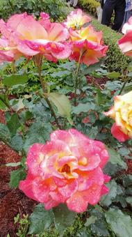 雨上がり、見頃の薔薇 薔薇,バラ,ローズの写真素材