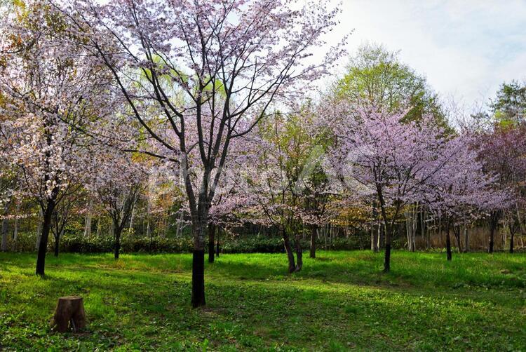 長橋なえぼ公園の桜 1 植物,花,緑の写真素材