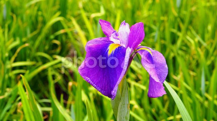 初夏のつつじが丘公園・花菖蒲（館林市） 初夏,花菖蒲,つつじが丘公園の写真素材