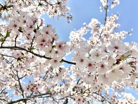 桜の花3 桜の花3の写真