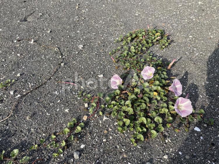 昼顔と砂浜 昼顔,砂浜,花の写真素材
