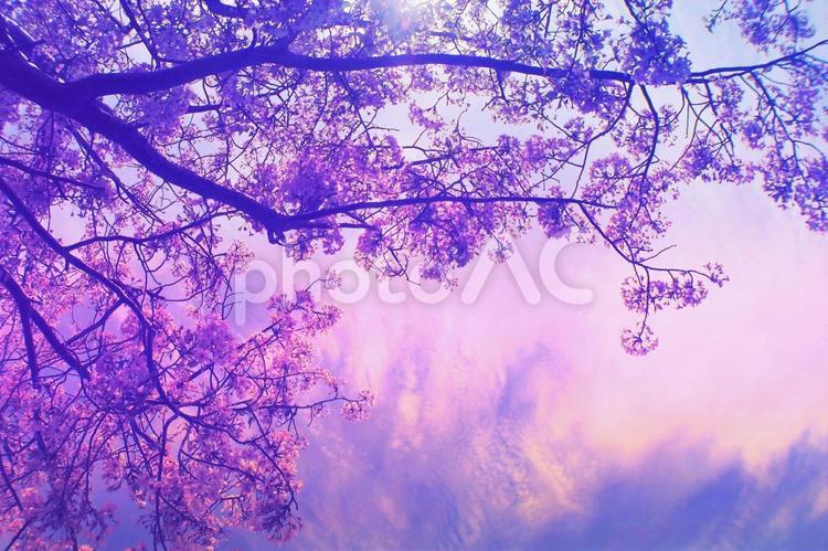 幻想的な桜のイメージ写真 幻想的,桜,春の写真素材