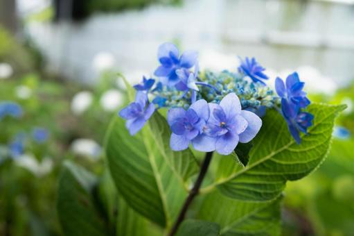 紫陽花 紫陽花の写真