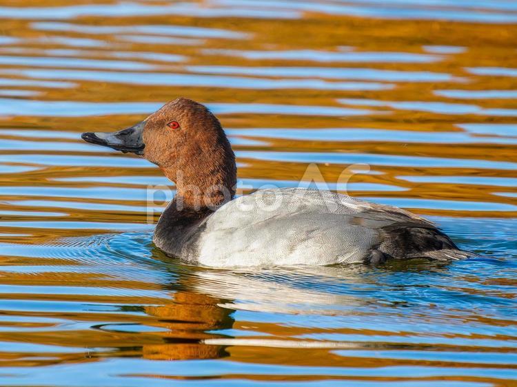 池を泳ぐホシハジロのメス ホシハジロ,鴨,野鳥の写真素材