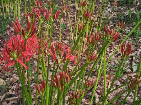 群生する彼岸花（曼珠沙華）とツボミの写真