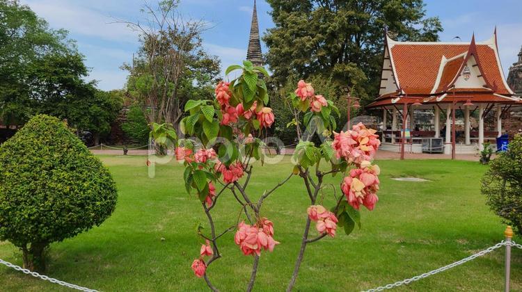 タイのお寺とお花 花,植物,フラワーの写真素材