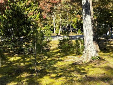 秋に向かう木々の風景 木,木々,木漏れ日の写真素材