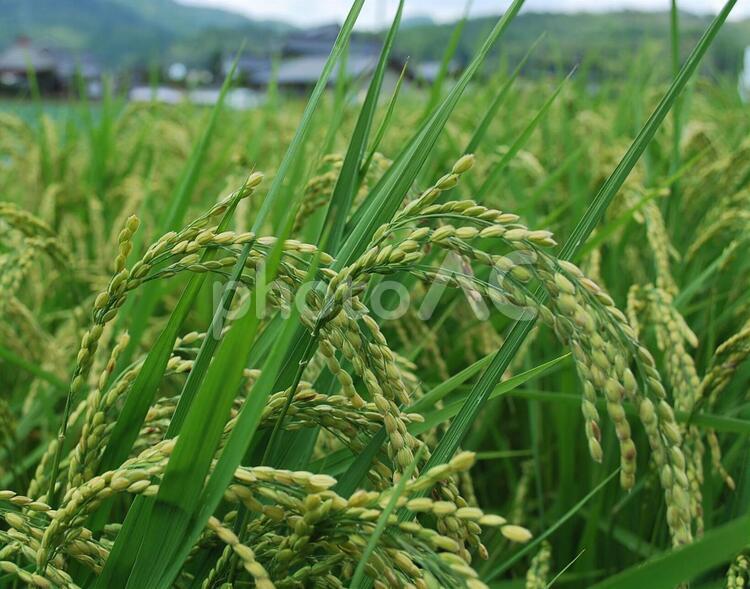 稲穂 稲,みのり,秋の写真素材