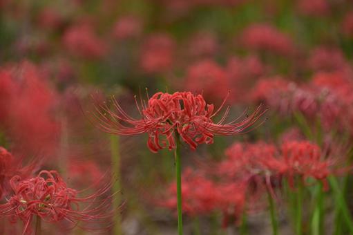 秋の花:ヒガンバナ49 秋の花:ヒガンバナ49の写真