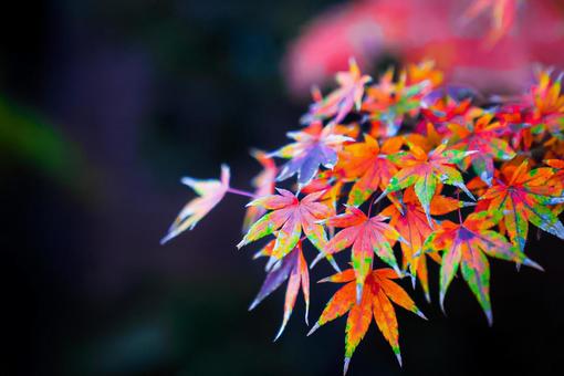色彩豊か 紅葉グラデーション 色彩豊か 紅葉グラデーションの写真