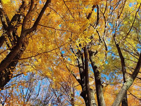 黄金色に輝く銀杏の木の枝 黄金色に輝く銀杏の木の枝 銀杏,イチョウ,紅葉の写真素材